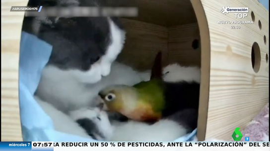 La sorprendente amistad entre un loro y un gato: así acuna el felino al ave y deja que se acurruque en su pelo